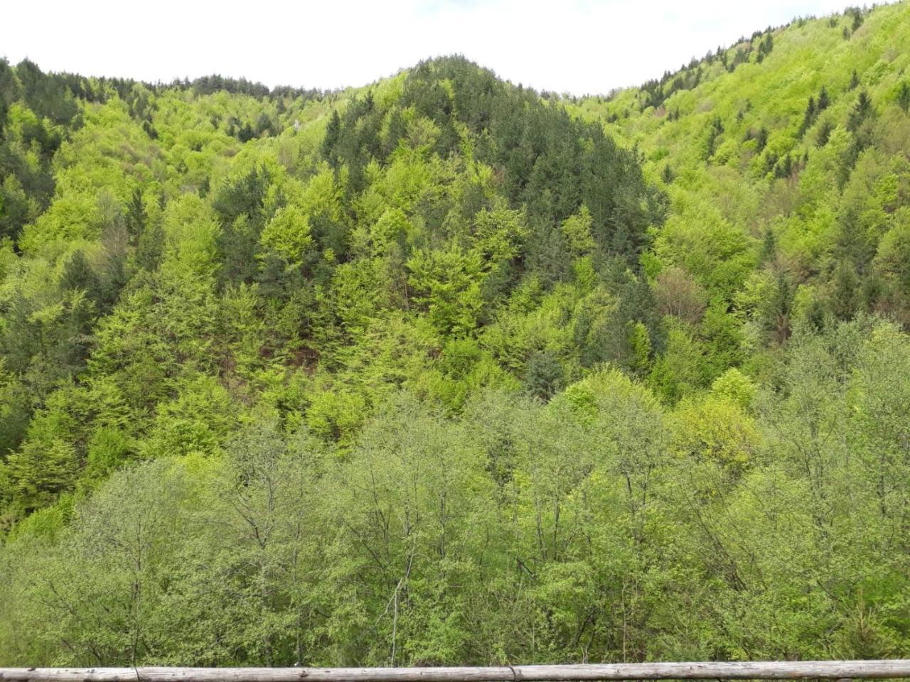 Cabana Crenguta Nagyszeben Kültér fotó